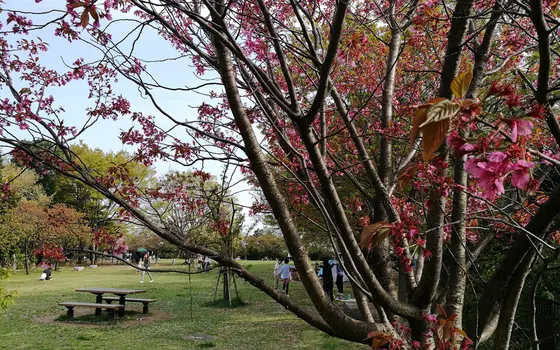 ひざくらの丘なども