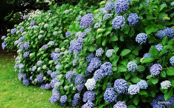 旧岩崎邸庭園 アジサイ
