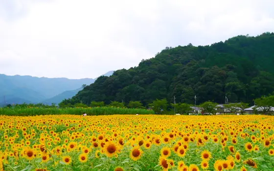 普通のひまわり畑もあります。