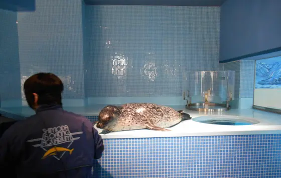 あざらしタッチ