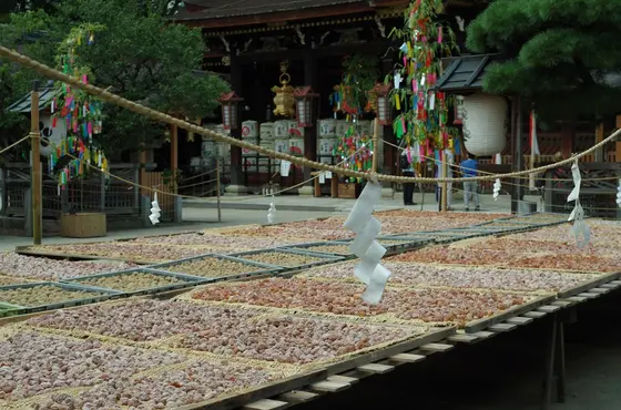 土用干し中の梅も。