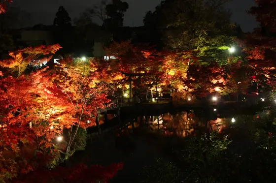 橋×紅葉