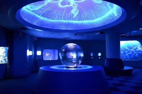 他の水族館とは一味違う