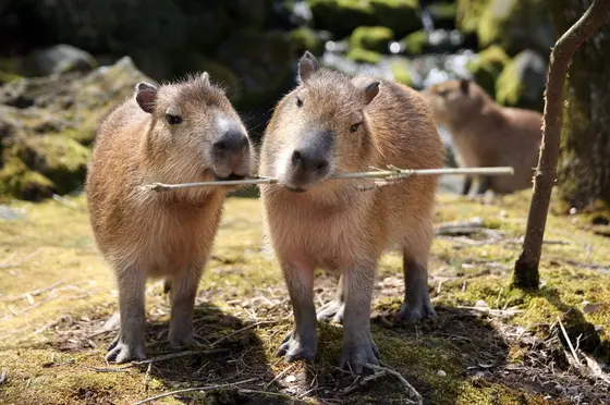 カピバラの池