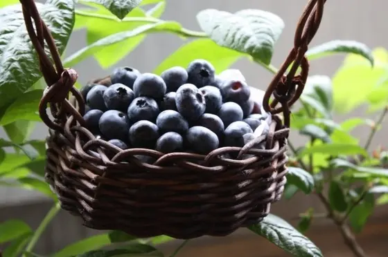 品種がたくさん!ブルーベリー