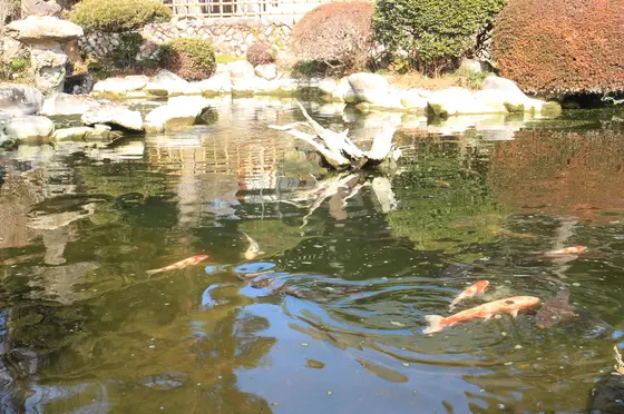 綺麗な池と鯉を眺める。