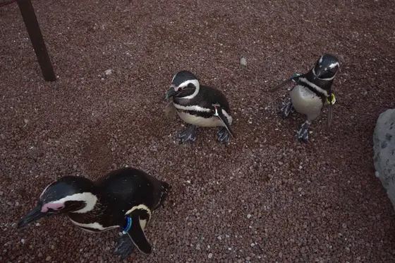間近で見られるペンギンたちに興奮！