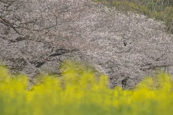 【3月〜4月】西都原古墳群