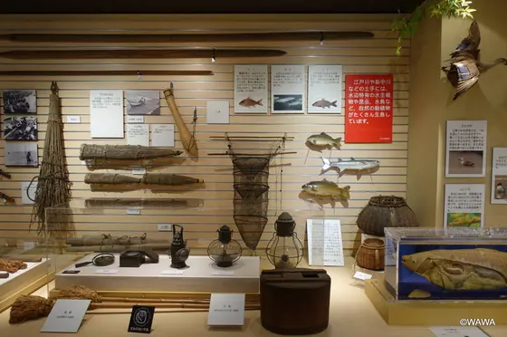 下流域の漁業