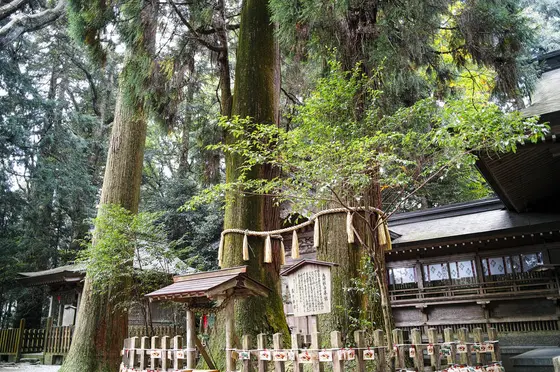 夫婦杉