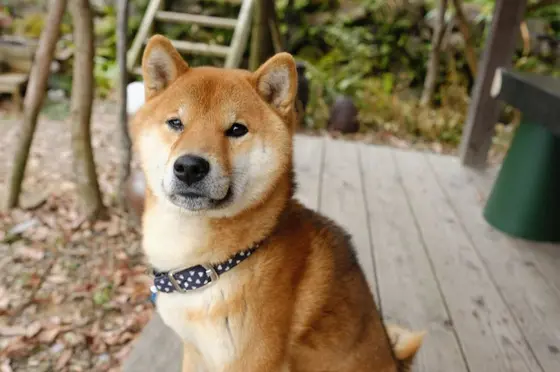 看板犬がまってくれています💓