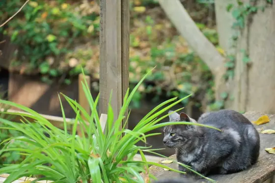猫の細道⑦