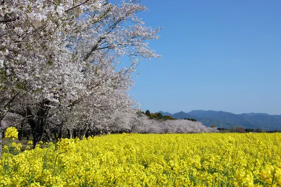 【3月〜4月】西都原古墳群