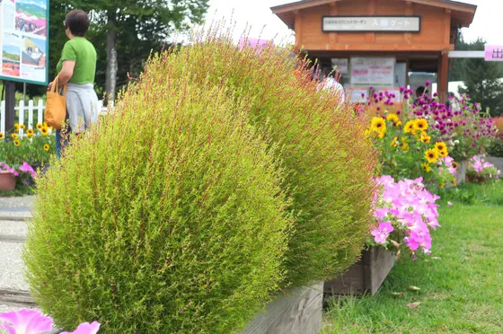 コキアの基本は緑色