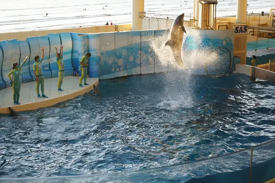 イルカショー