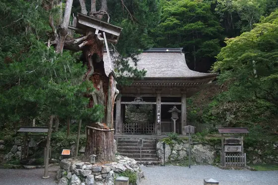 仁王門と高野槇のご神木