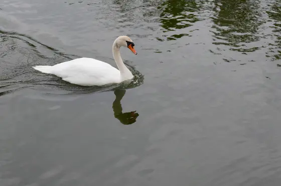 池には巨鯉と白鳥がスイスイ