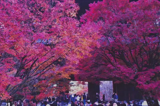 紅葉
