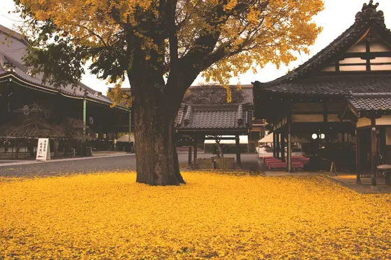 イチョウ木