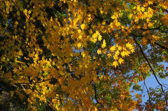 場所によって紅葉は綺麗です