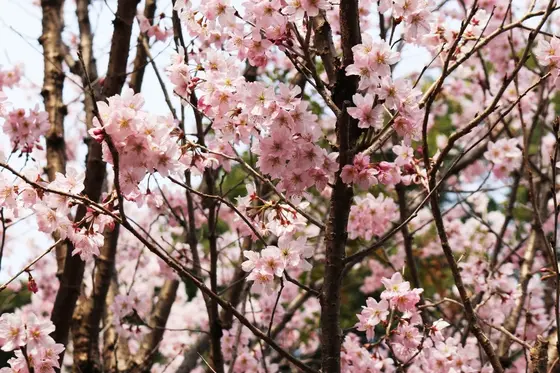 春が来てました