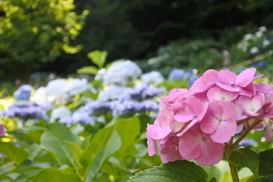 紫陽花の季節は