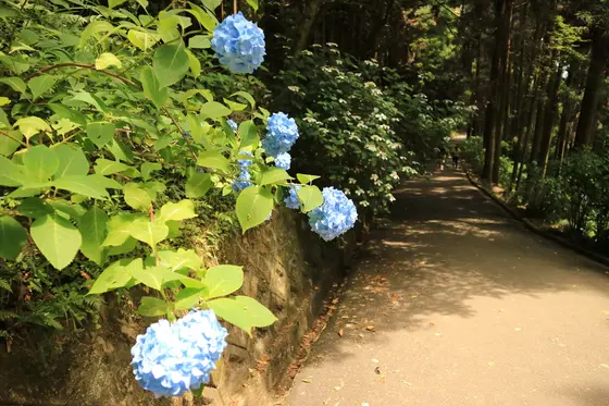 御影堂への参道