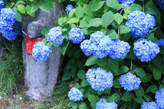 お地蔵様 with ajisai