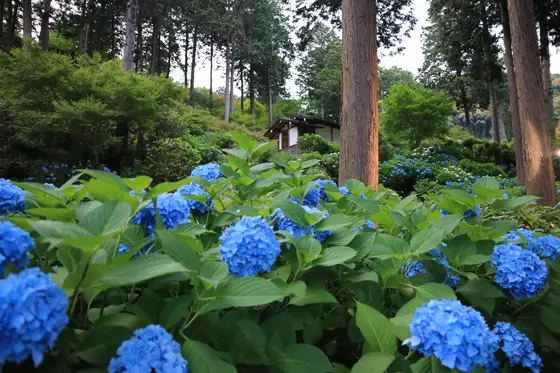 きれいな青あじさい