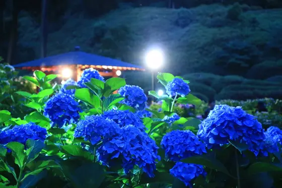 妖艶な青あじさい