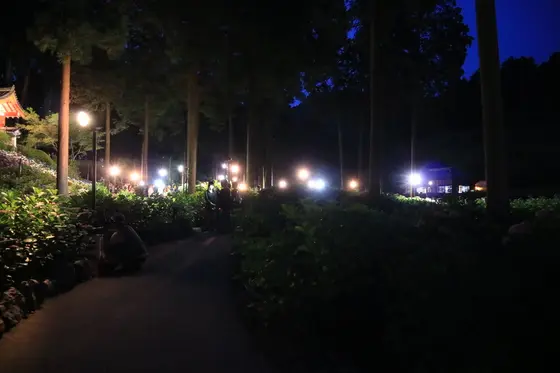 ライト周りは虫がいっぱい