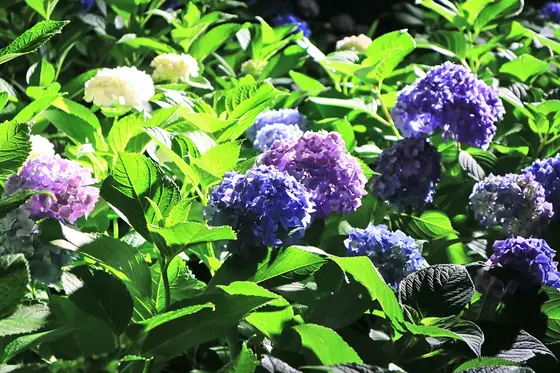 緑の葉っぱもきれい