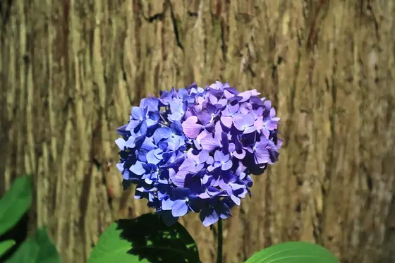 ツートン発見！