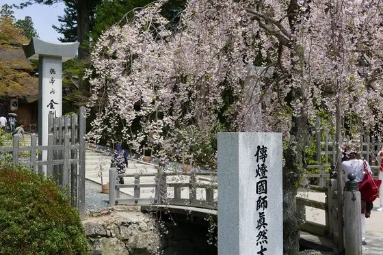 GWに桜が見れるかも