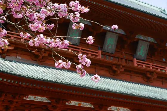 桜が咲いています