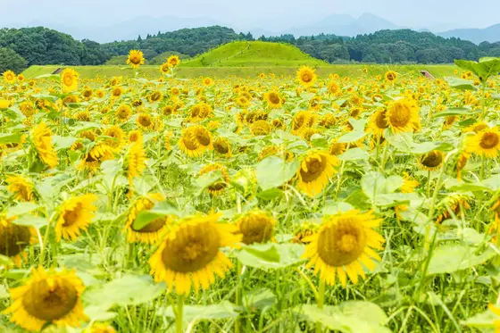 【7月】西都原古墳群