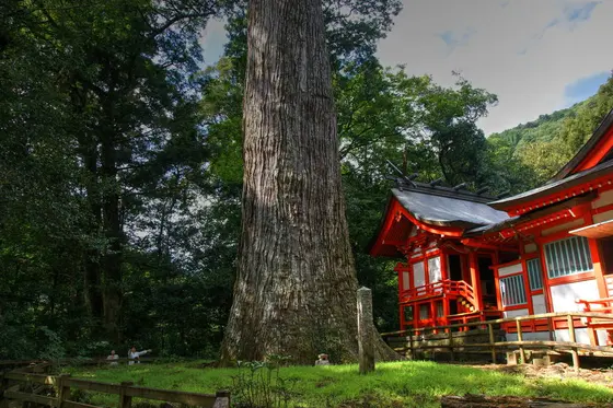 十根川神社（八村杉）