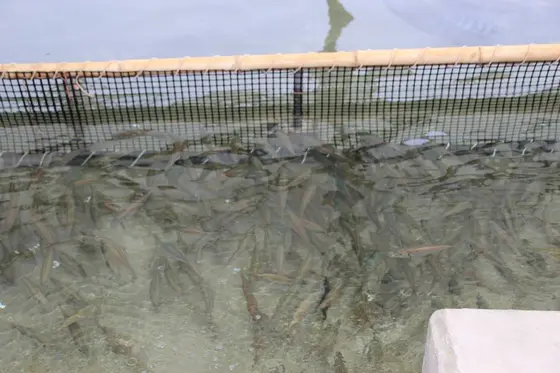 あじ釣り