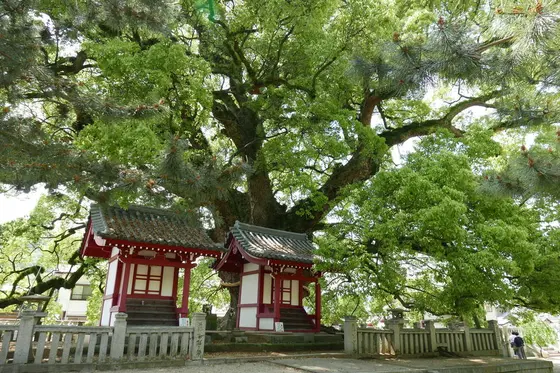 天然記念物の巨大楠