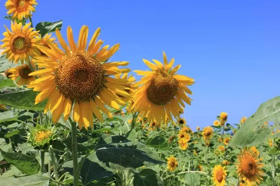 見頃は8月