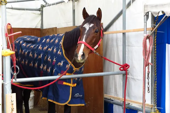 ほんまものの馬