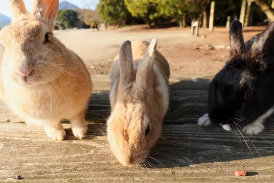 うさぎ