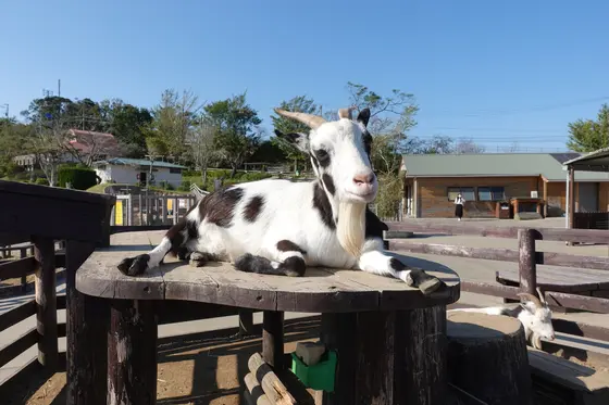 ふれあい牧場