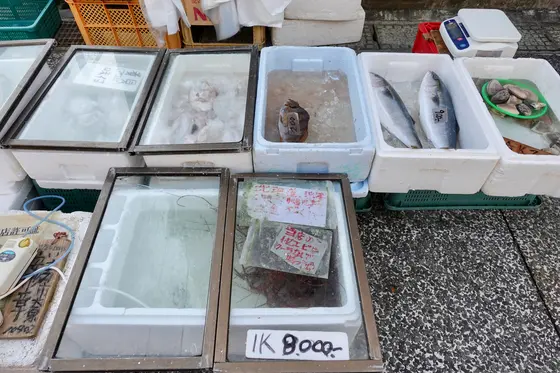 お魚安かった