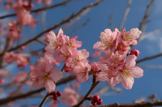 桜も