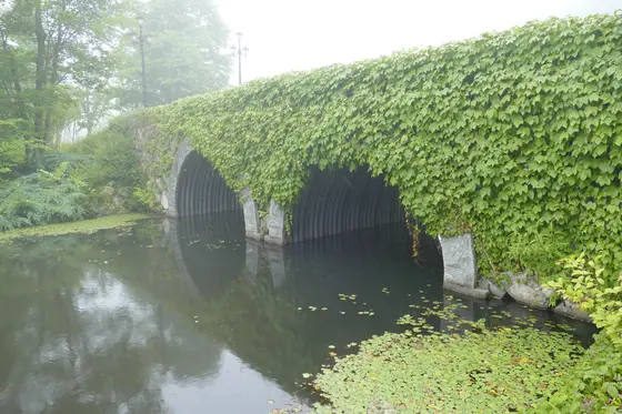 水に囲まれた庭園✨