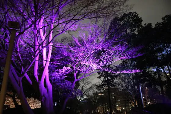 公園内のライトアップ