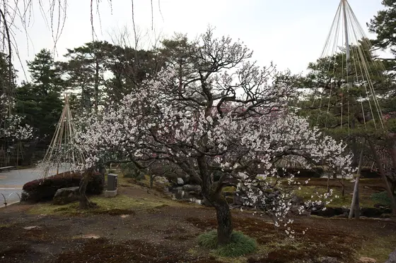 梅エリア