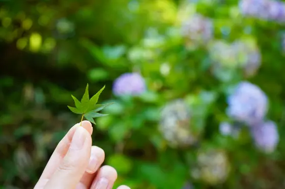 青紅葉と紫陽花。