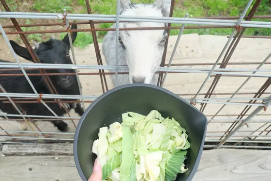 おやつに集まってくれるヤギたち